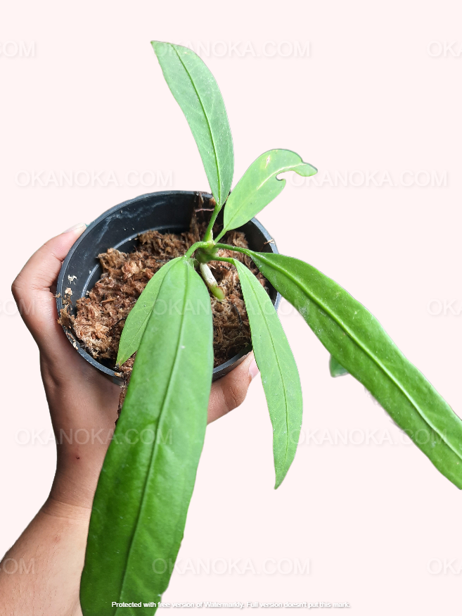 Good Anthurium Jemani Variegated Ship By DHL Express Free Phytosanitary Certificate