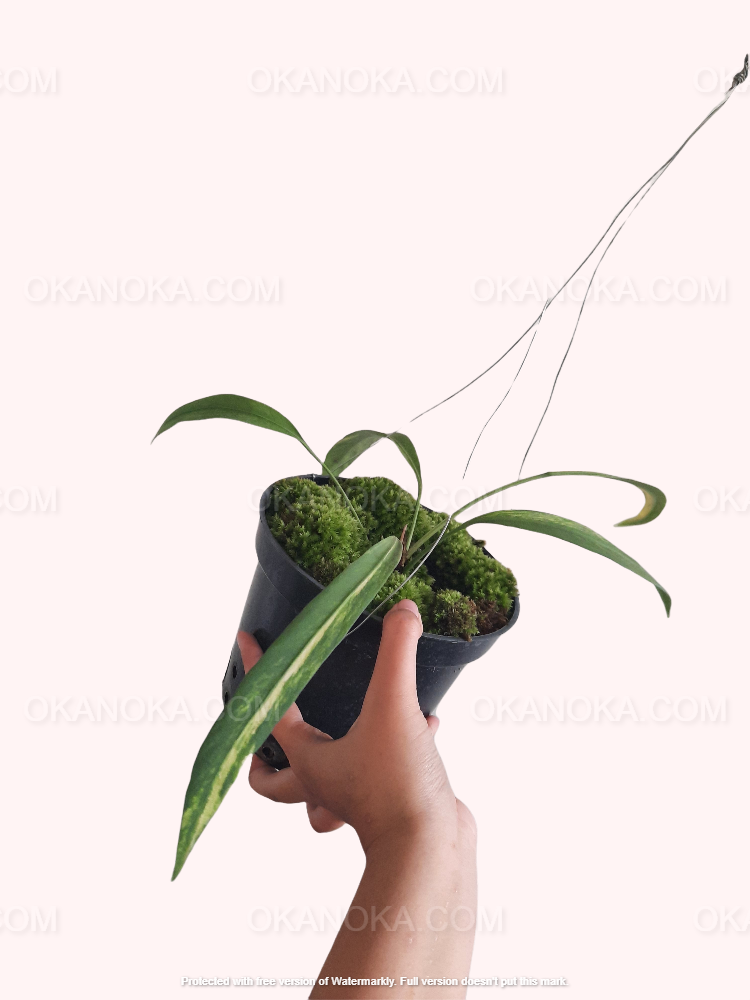 anthurium vittarifolium price Anthurium Vittarifolium Variegated – Okanoka