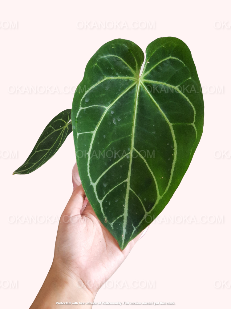 anthurium crystallinum anthurium magnificum Anthurium Magnificum – Okanoka