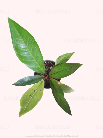 anthurium black leaves Anthurium Hookeri Black – Okanoka
