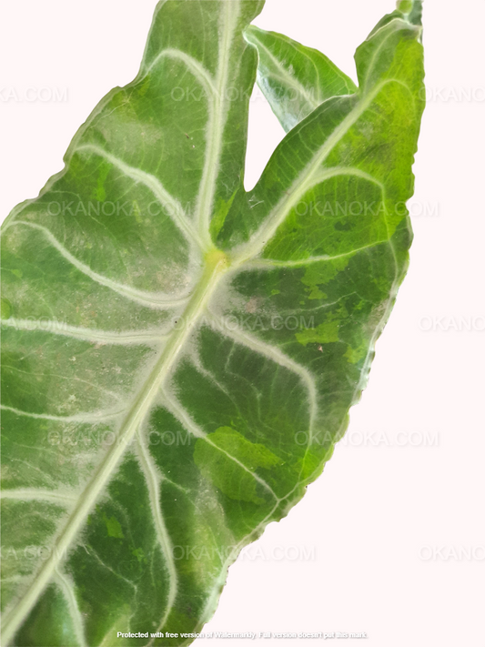 Alocasia Longiloba Variegated, Alocasia Amazonica, live plants, rare plants, live alocasia, rare alocasia, outdoor plants, indoor plants, houseplants, jungle plants, forest plants, urban plants, plants make people happy, plants make me happy, plants, plant lovers, alocasia club, alocasia lovers