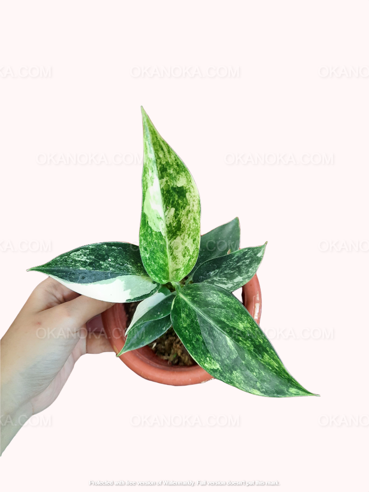 Aglaonema Siam Jade Variegated – Okanoka Aglaonema Siam Jade Variegated – Okanoka