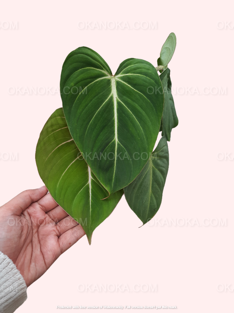 philodendron gloriosum buy Philodendron Gloriosum Large Live Plant Wholesale – Okanoka