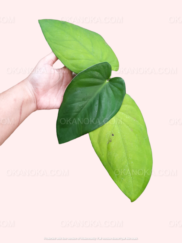 is syngonium a philodendron Syngonium Chiapense – Okanoka