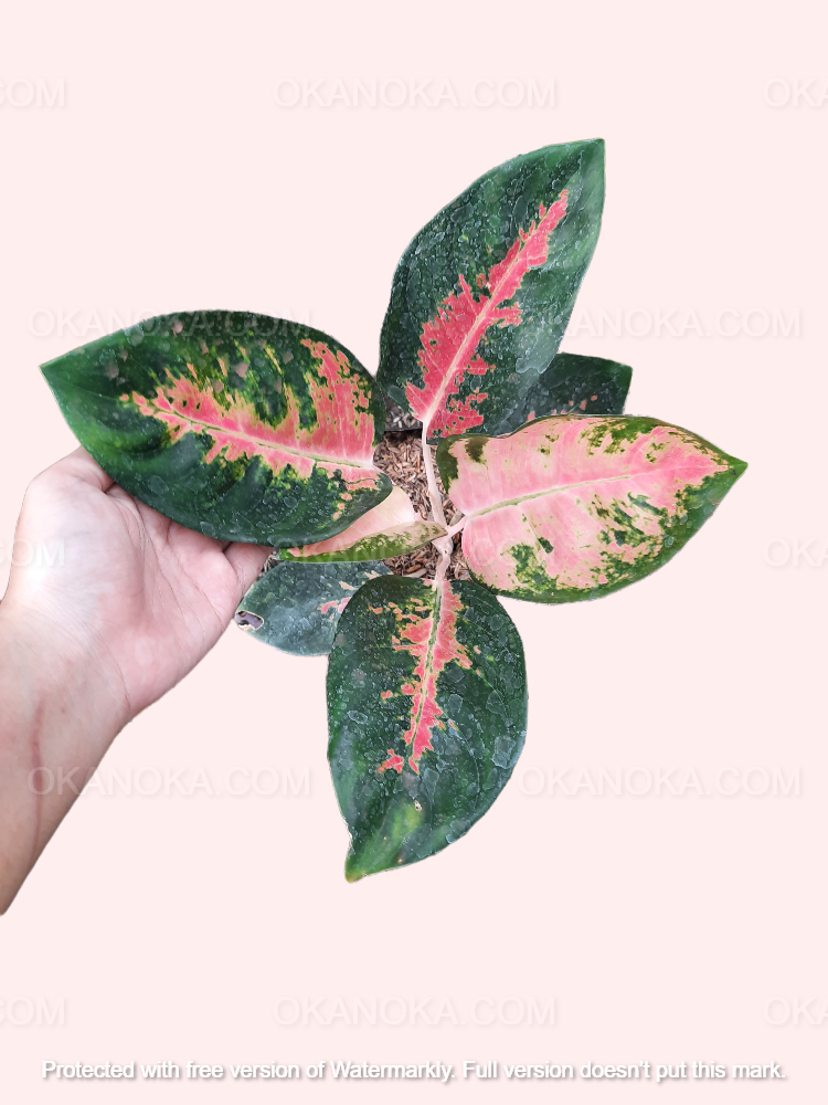 aglaonema plant in sri lanka Aglaonema Kochin Pink – Okanoka