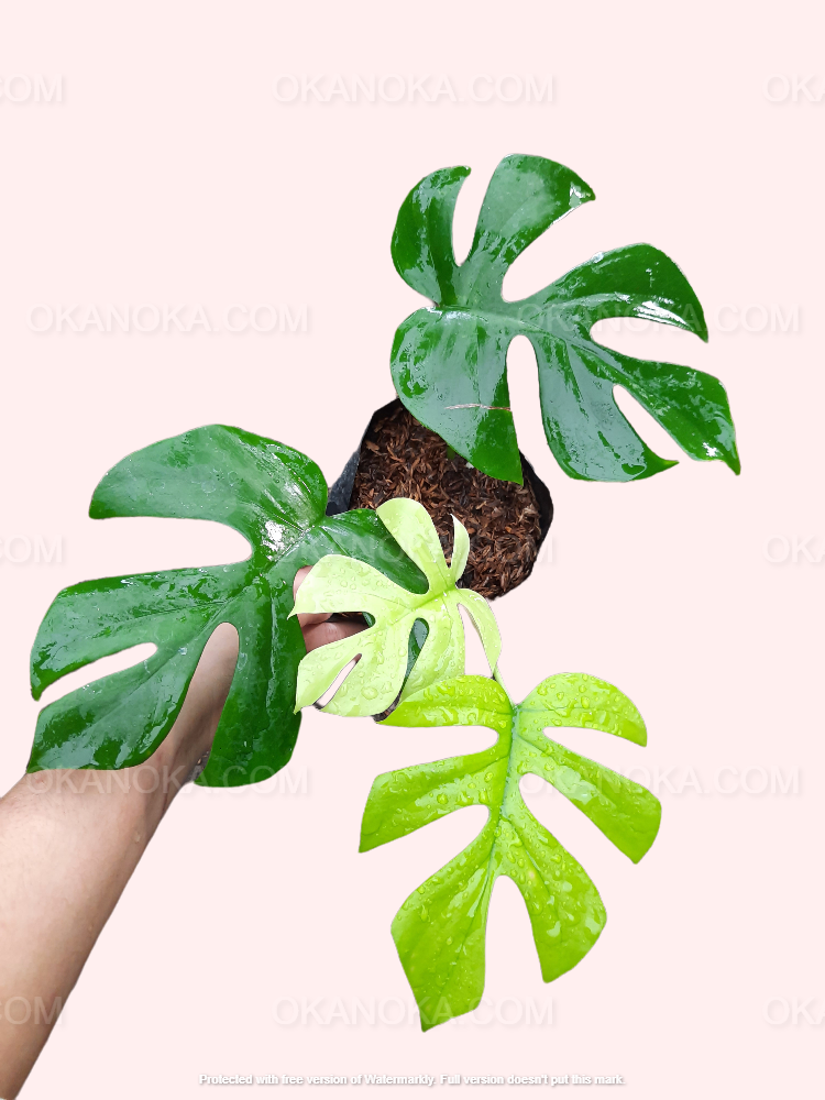 monstera minima vs deliciosa Rhaphidophora Tetrasperma, Monstera Ginny, Monstera Minima, Mini Monstera