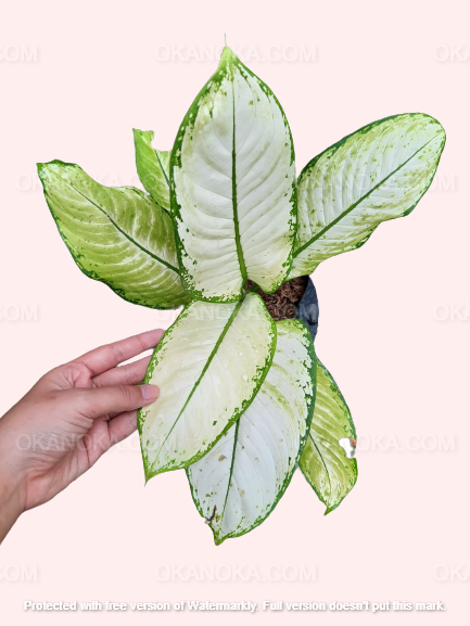 large dieffenbachia seguine Dieffenbachia Seguine Dumbcane – Okanoka
