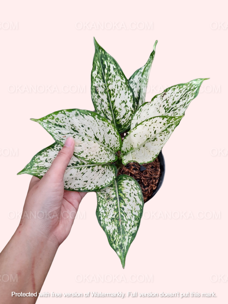 aglaonema outdoor Aglaonema Snow white – Okanoka