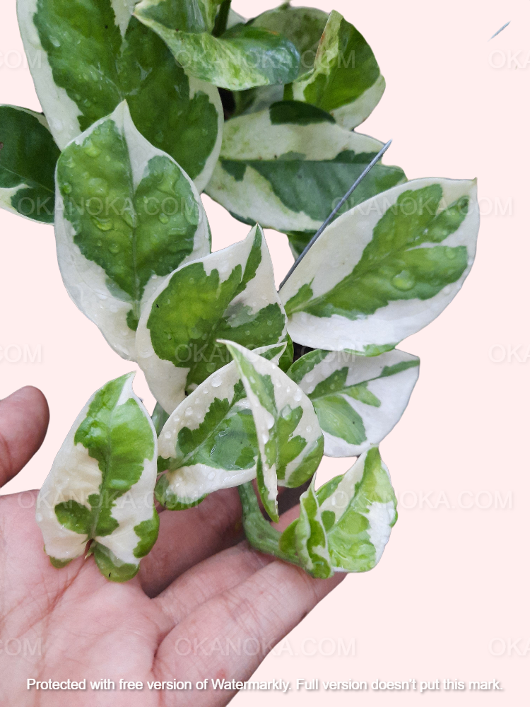 pothos amazon Njoy Pothos – Okanoka