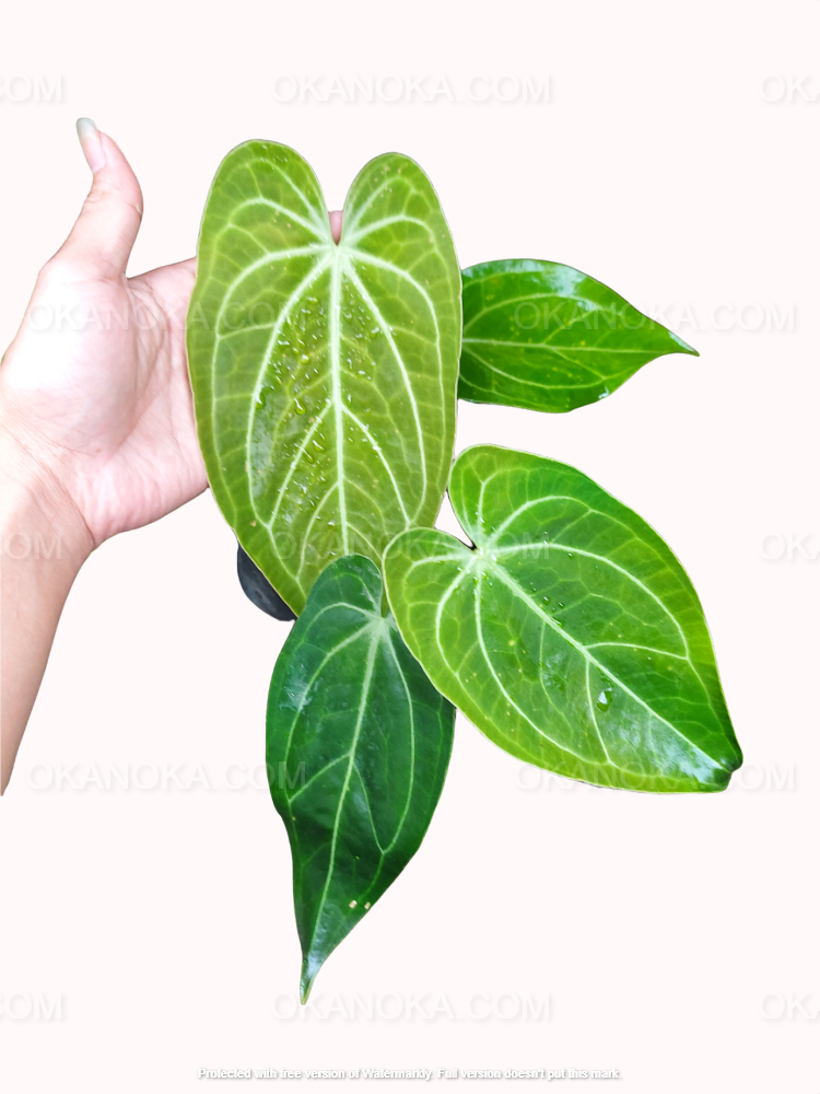 anthurium magnificum norte Anthurium Magnificum Hybrid Norte – Okanoka