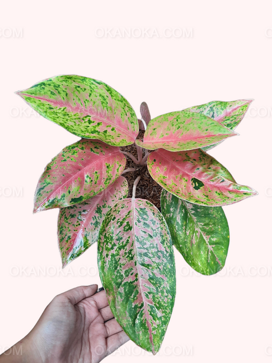Aglaonema Big roy. Beautiful leaves and healthy plants. We ship with PHYTOSANITARY CERTIFICATE (FREE). We can do wholesale.  Check out our Instagram at @okanoka.tanaman. BONUS on every purchase without minumum order. GET YOURS NOW! Contact us.