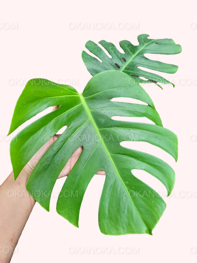 philodendron borsigiana Monstera Borsigiana