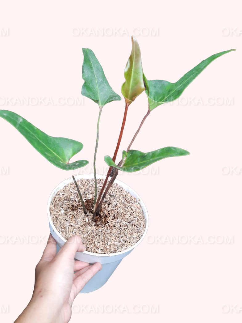 anthurium amazonica Anthurium Cerrobaulense