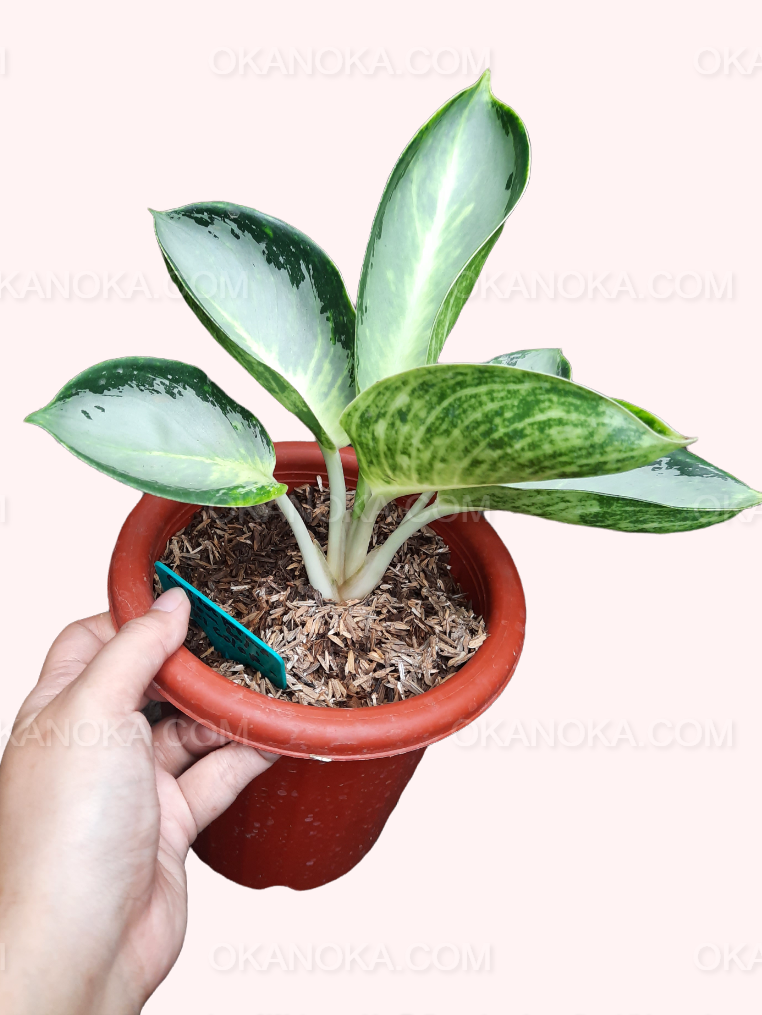 Aglaonema green deals bowl