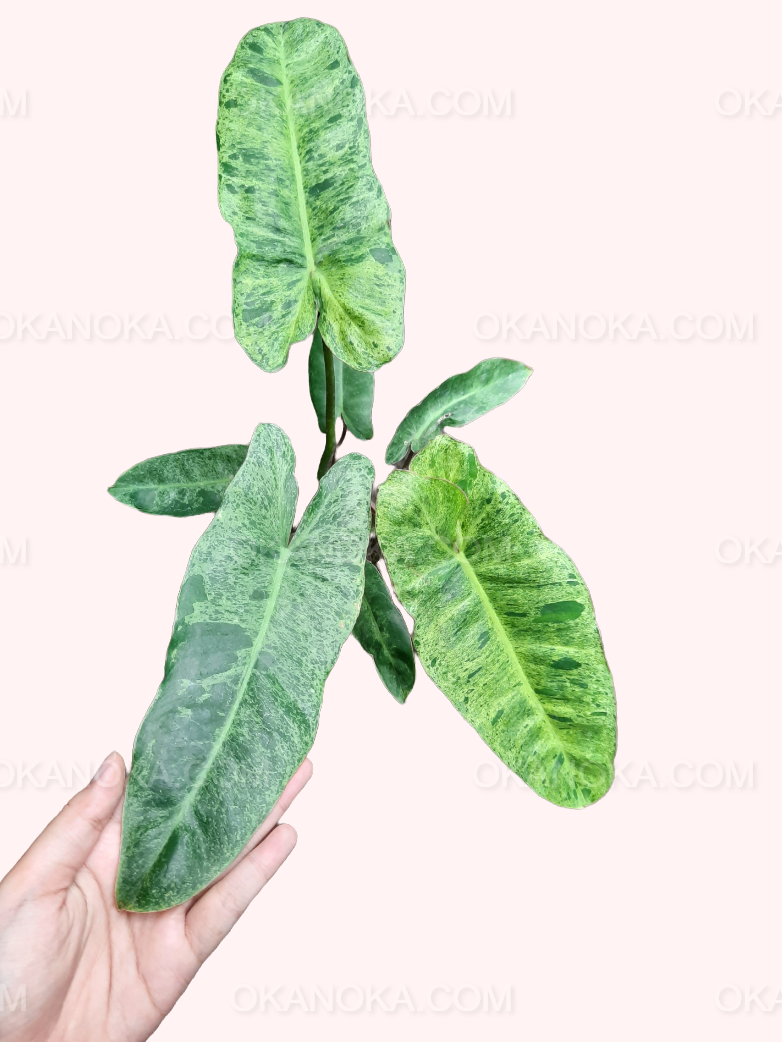 paraiso philodendron Philodendron Paraiso Verde – Okanoka