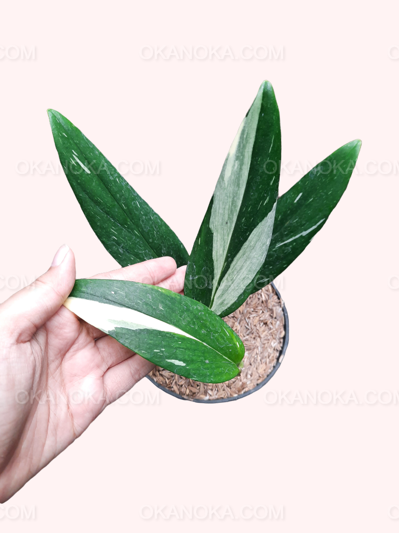 monstera albo standleyana Monstera Standleyana Albo Variegated