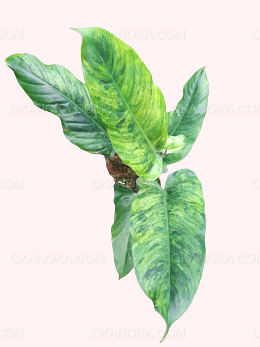Philodendron Subhastatum Variegated