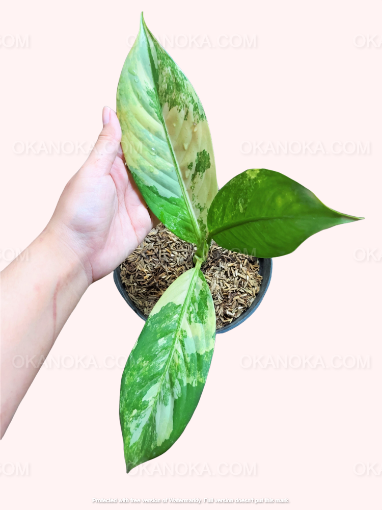 dieffenbachia big Dieffenbachia Big Ben Daguensis Variegated Small