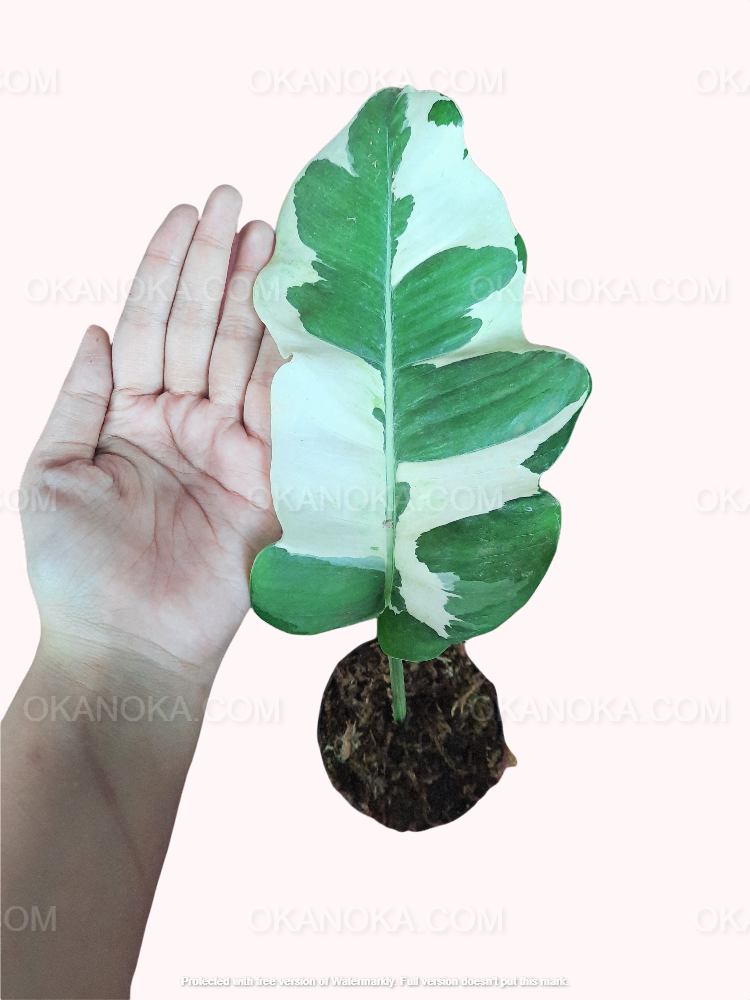 RARE Njoy pothos JUMBO, large njoy pothos