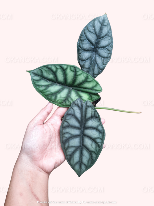 Alocasia Dragonscale, Alocasia Amazonica, live plants, rare plants, live alocasia, rare alocasia, outdoor plants, indoor plants, houseplants, jungle plants, forest plants, urban plants, plants make people happy, plants make me happy, plants, plant lovers, alocasia club, alocasia lovers