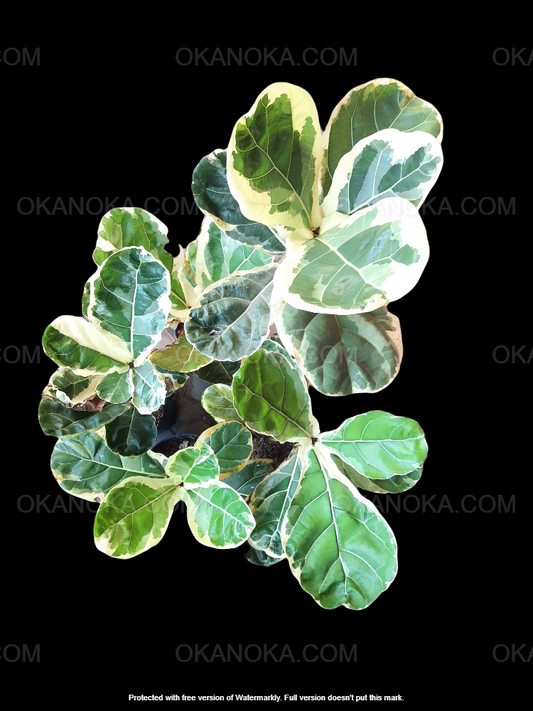 Ficus Lyrata Variegated