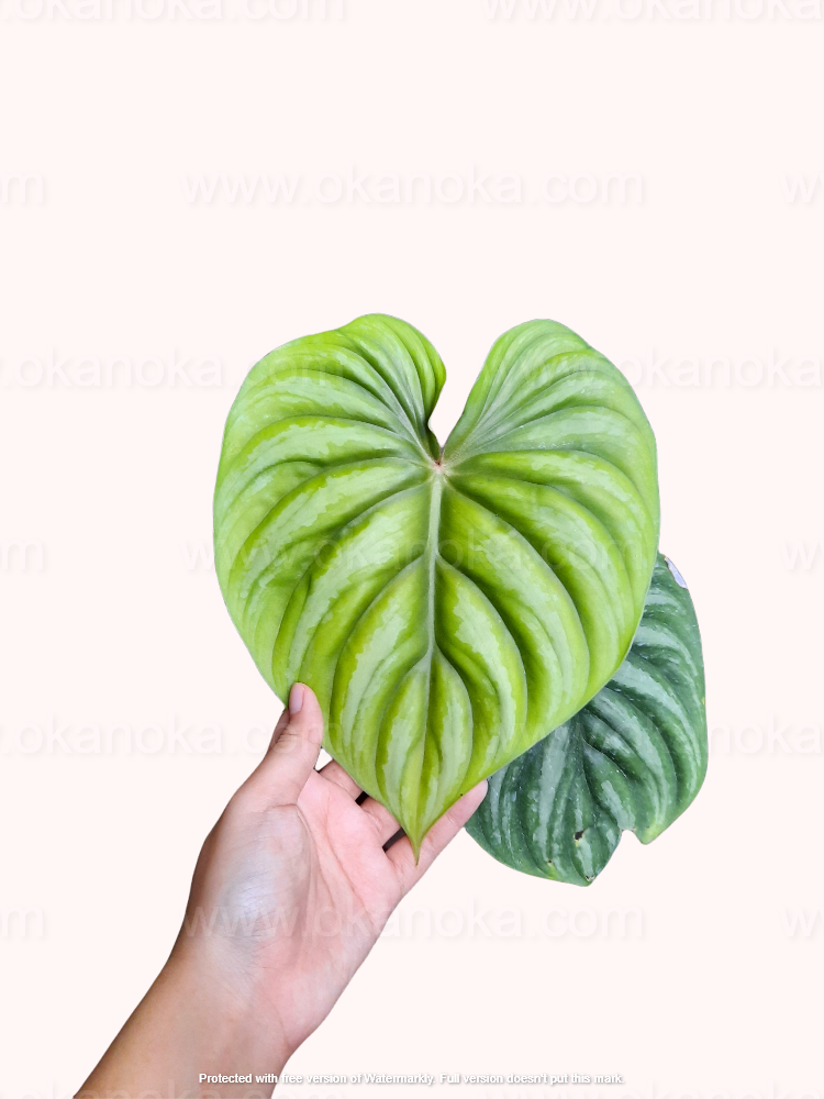 philodendron plowmanii uk Philodendron Plowmanii Round Form