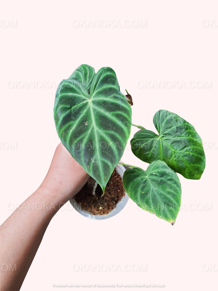 philodendron verrucosum esmeralda Philodendron Verrucosum Pequeño – Okanoka
