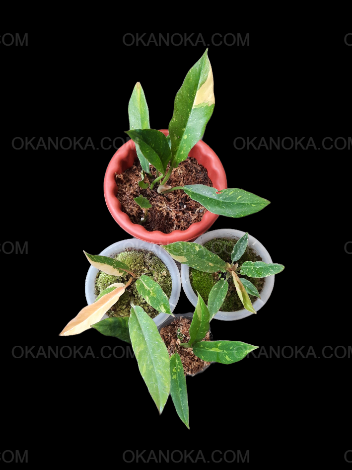 Philodendron Ring of Fire