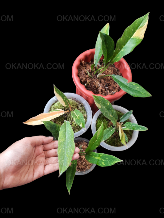 Philodendron Ring of Fire