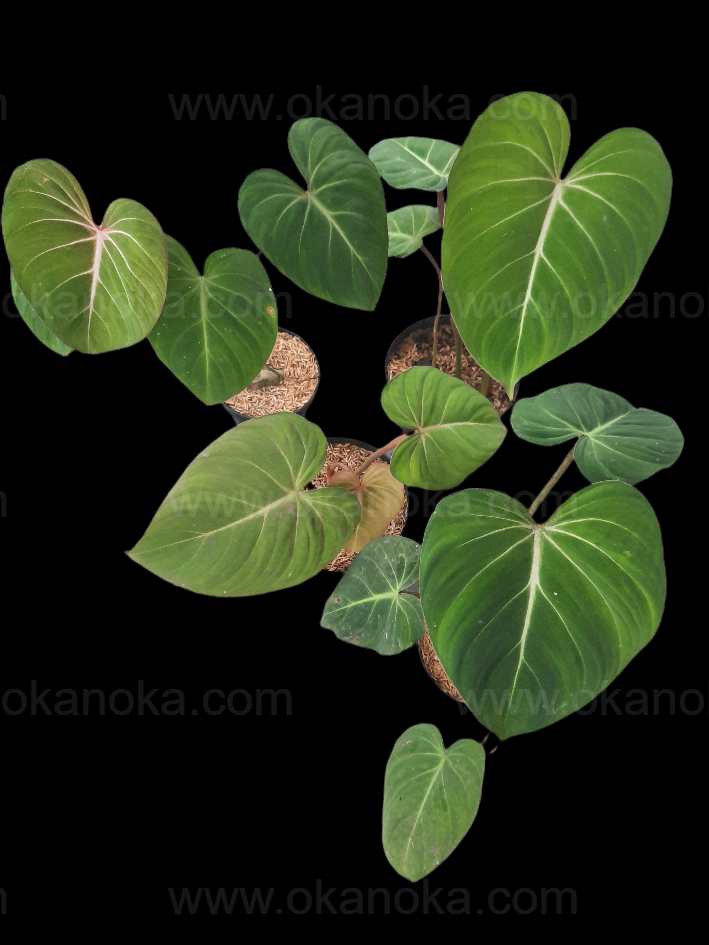 philodendron gloriosum climbing 6x Philodendron Gloriosum Live Plant Wholesale – Okanoka