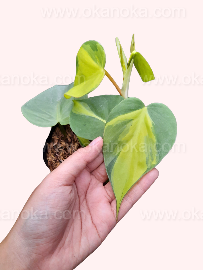 philodendron brazil Philodendron Brasil – Okanoka