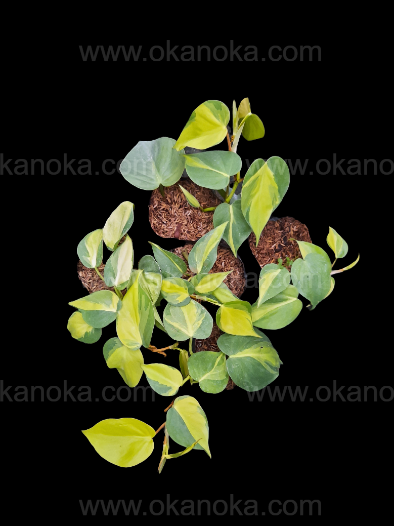 philodendron brasil reddit Wholesale 10x Philodendron Brasil