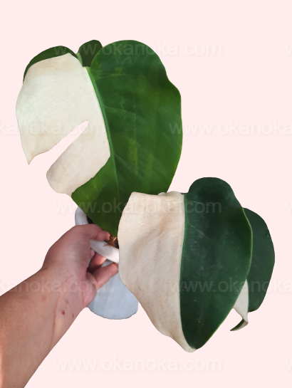 monstera halfmoon Monstera Deliciosa Halfmoon Albo Variegated – Okanoka