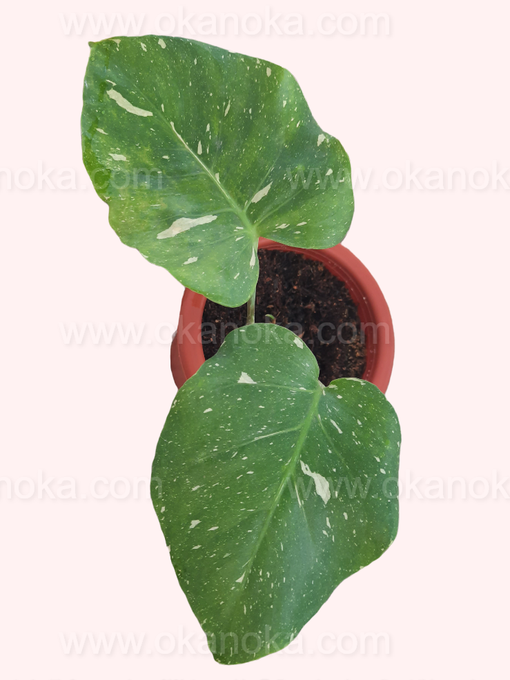 thai constellation philodendron Monstera Thai Constellation – Okanoka