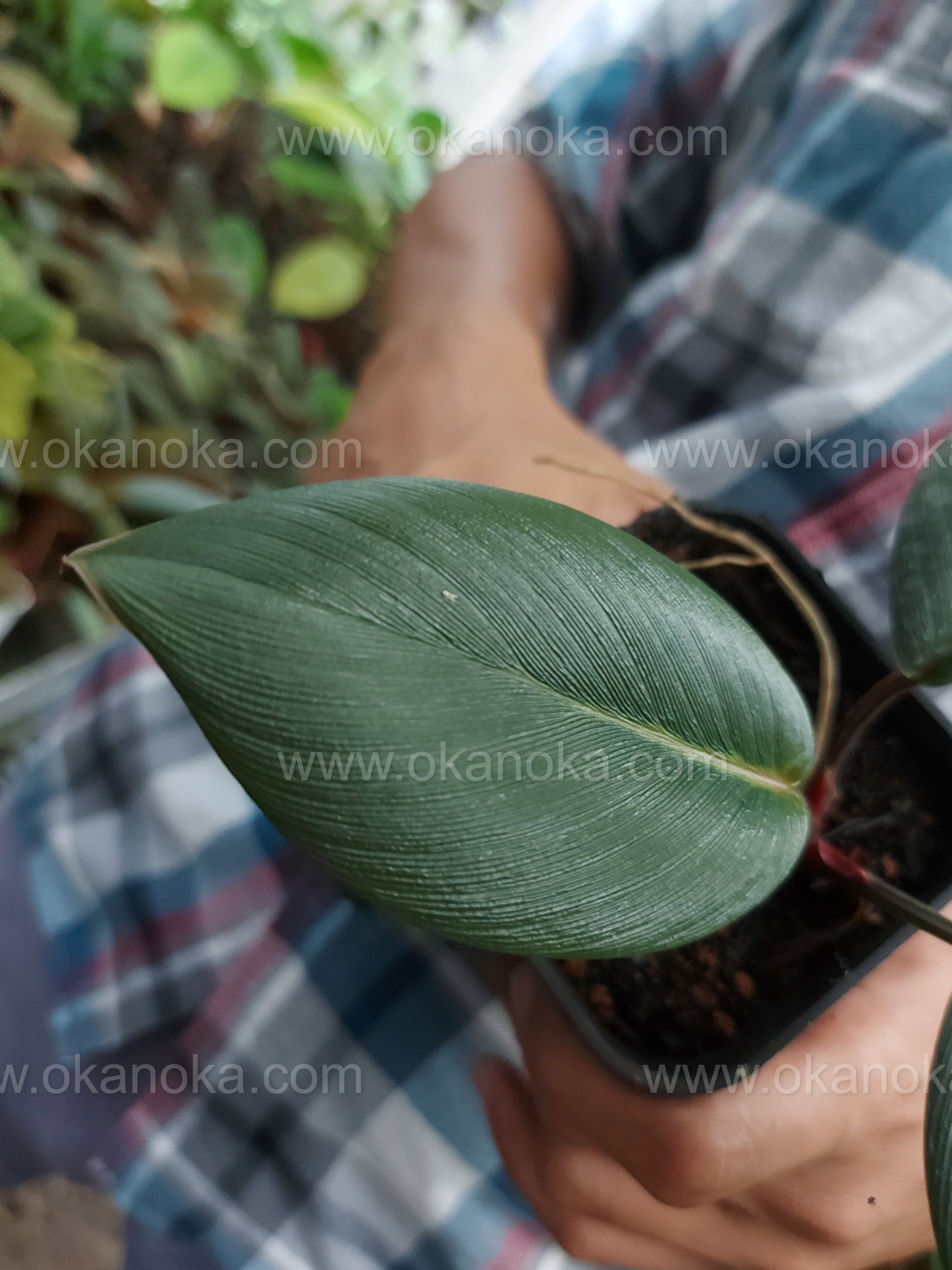 Homalomena Rugosum Dark