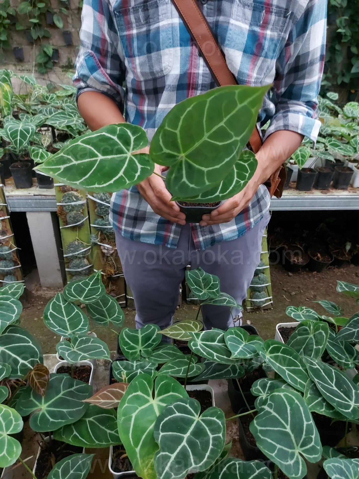 Anthurium Crystallinum