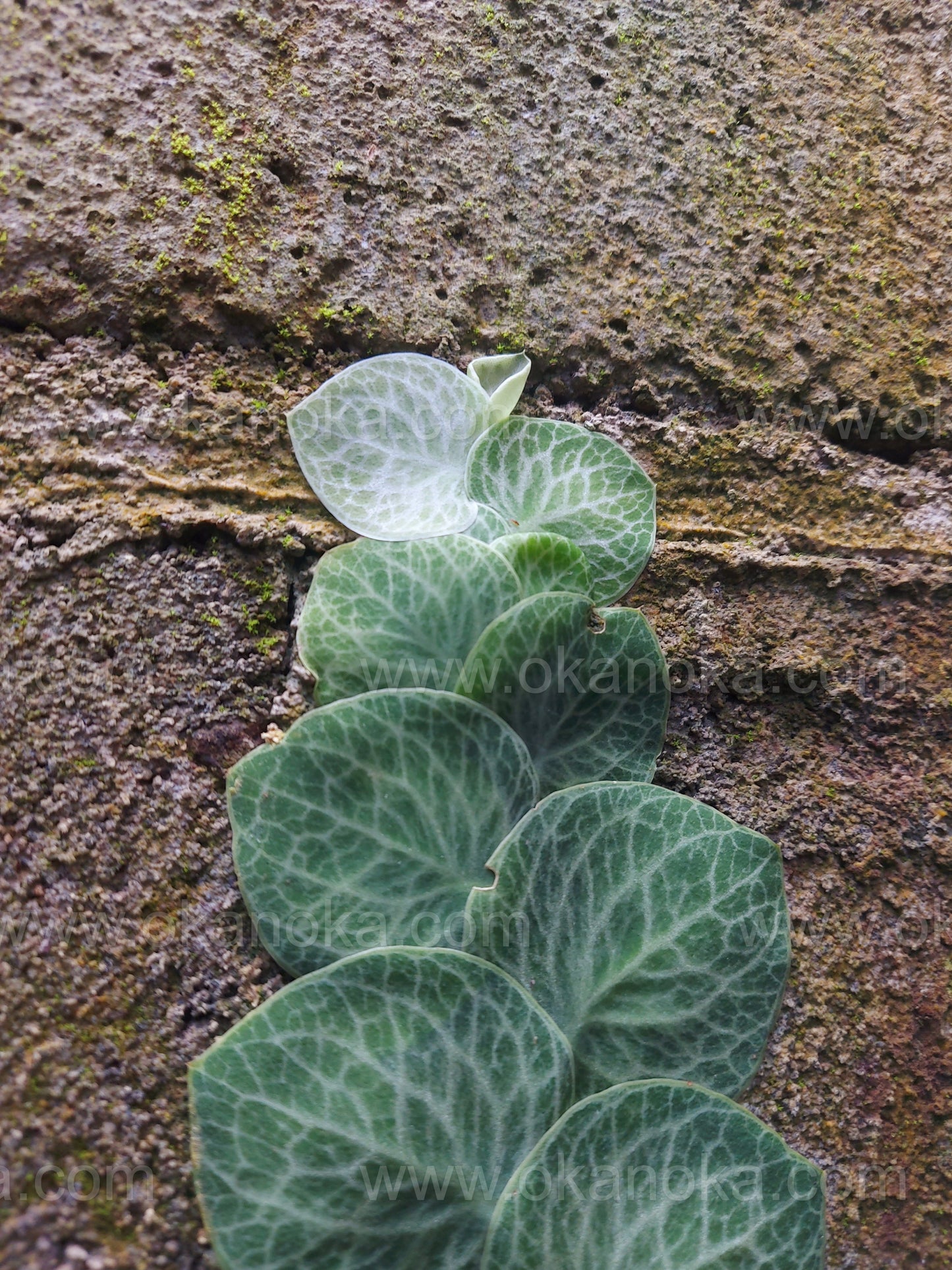 Rhaphidophora Cryptanta