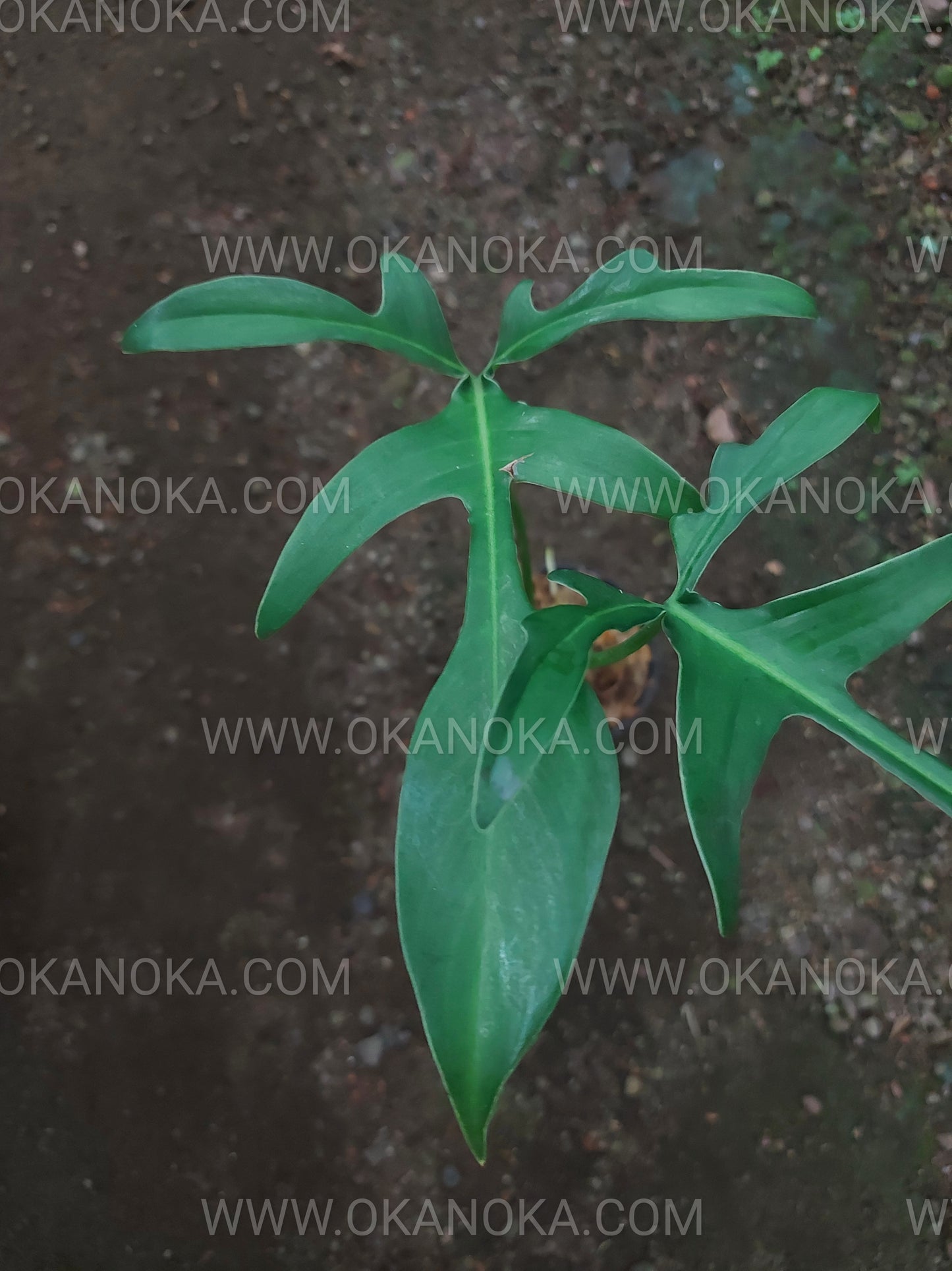 Philodendron Gladhands