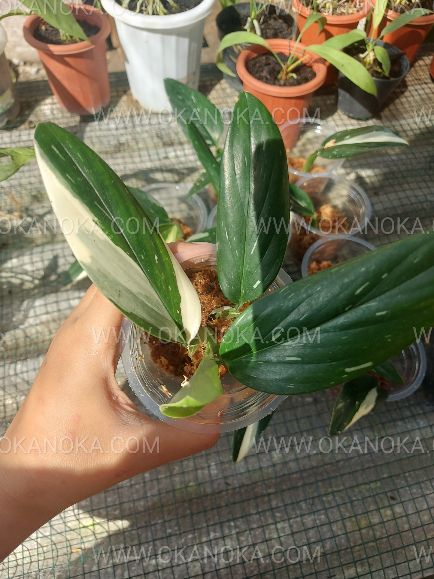 Monstera Standleyana Albo Variegated