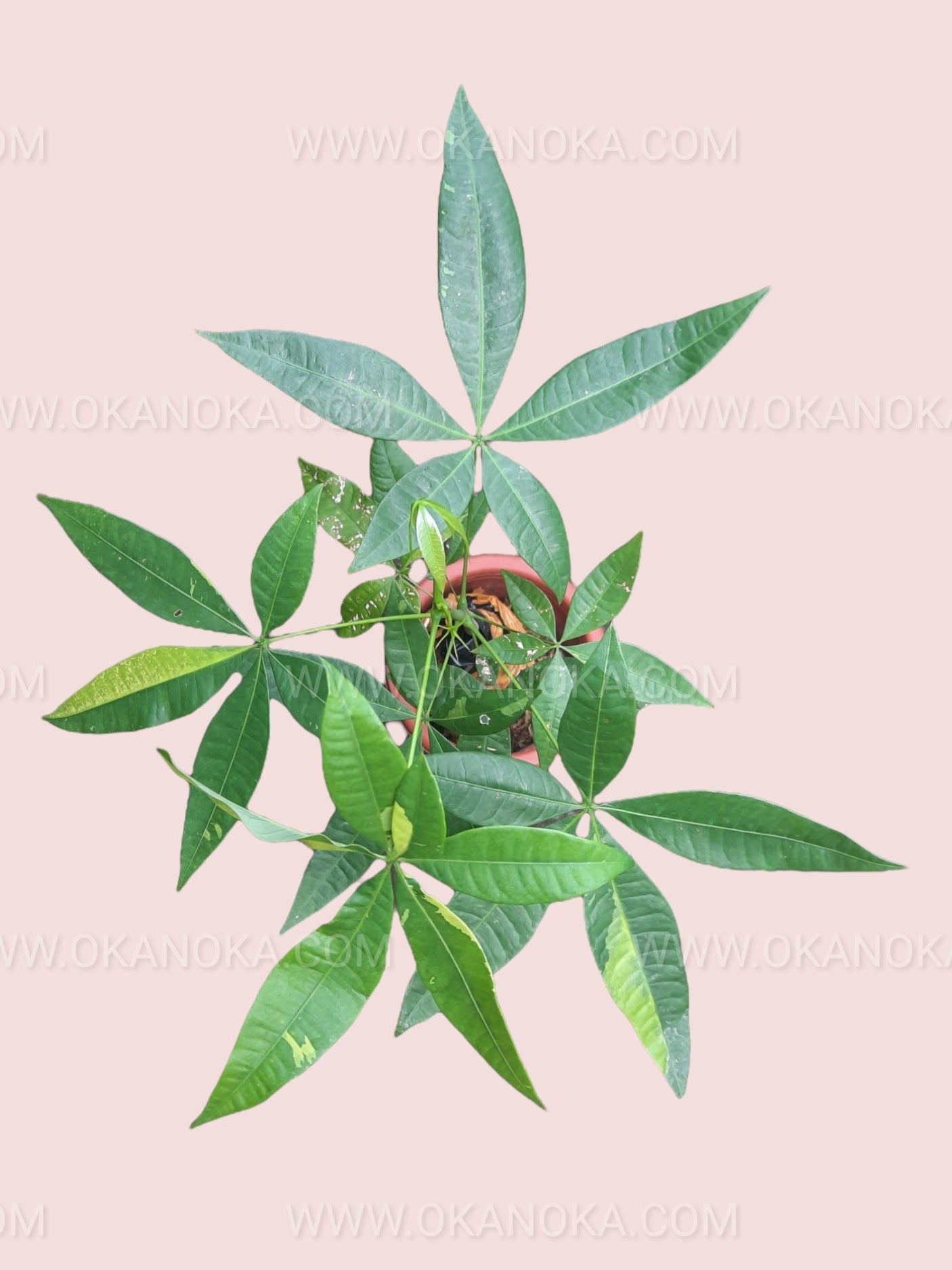 money tree plant yellow leaves Money Tree Pachira Aquatica Yellow Variegated – Okanoka
