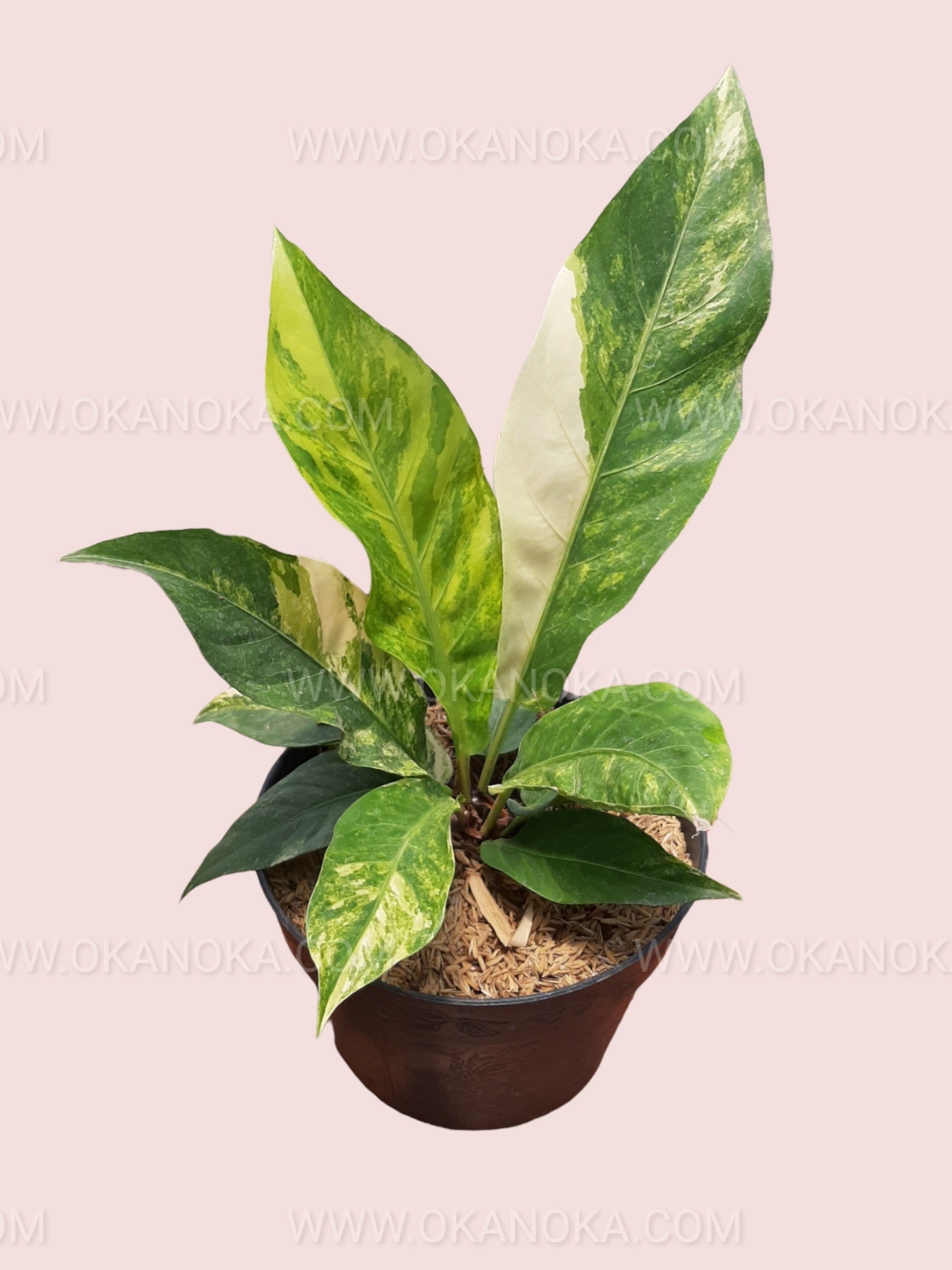 variegated anthurium birds nest Anthurium hookeri variegated Medium *Preorder* (5900P:3)