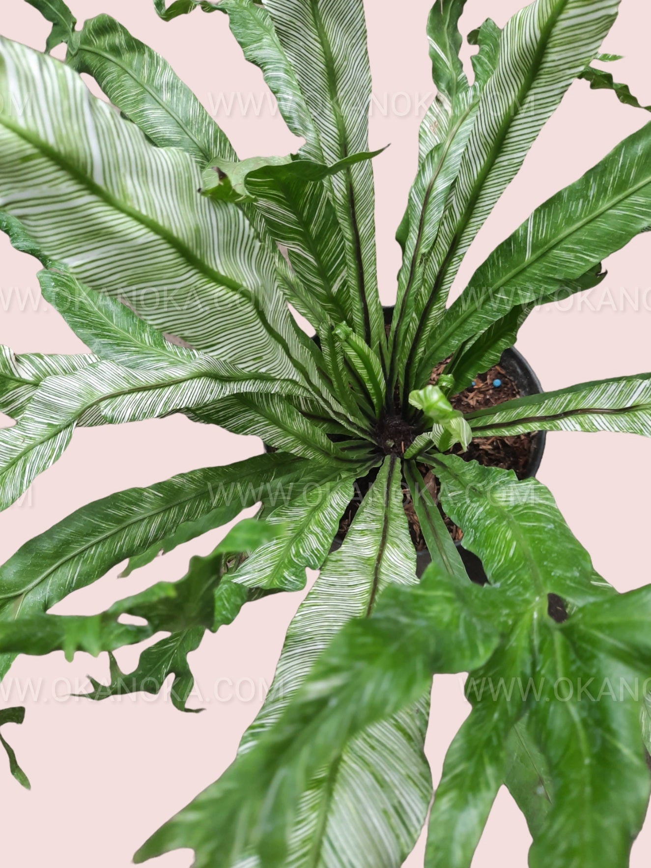 vigoro bird's nest fern Asplenium Nidus Bird Nest Fern Variegated