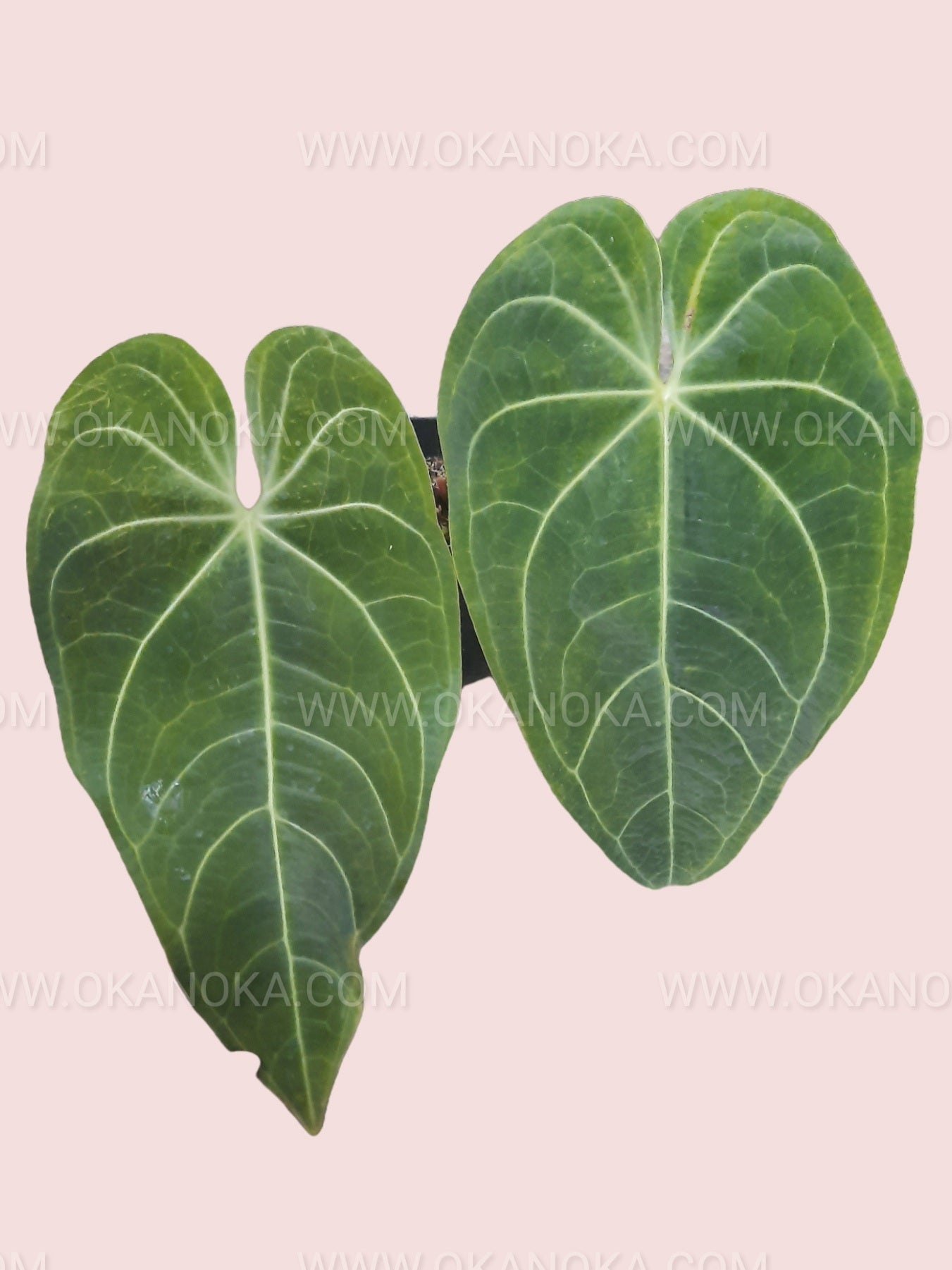 anthurium magnificum buy Anthurium Magnificum Hybrid Verde