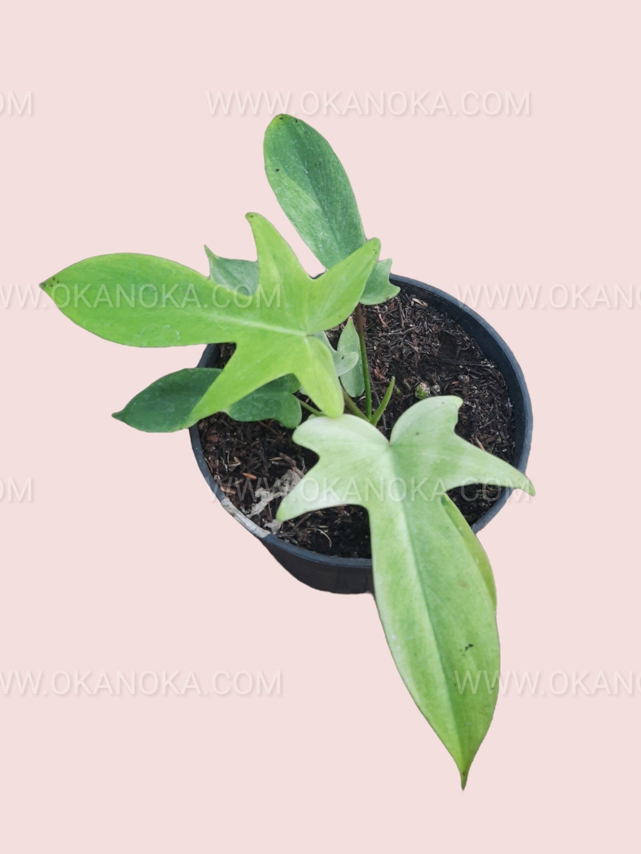 buy philodendron florida ghost Philodendron Florida Ghost Small – Okanoka