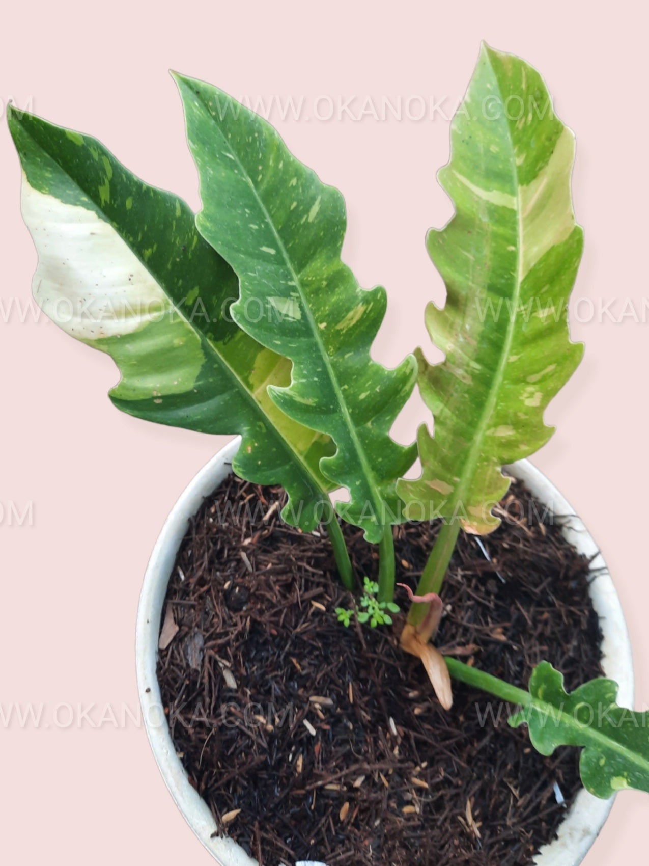 philodendron ring of fire soil Philodendron Ring of Fire Medium