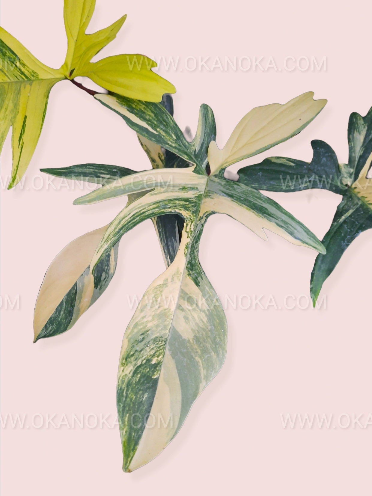 magic mask philodendron Philodendron Florida Beauty