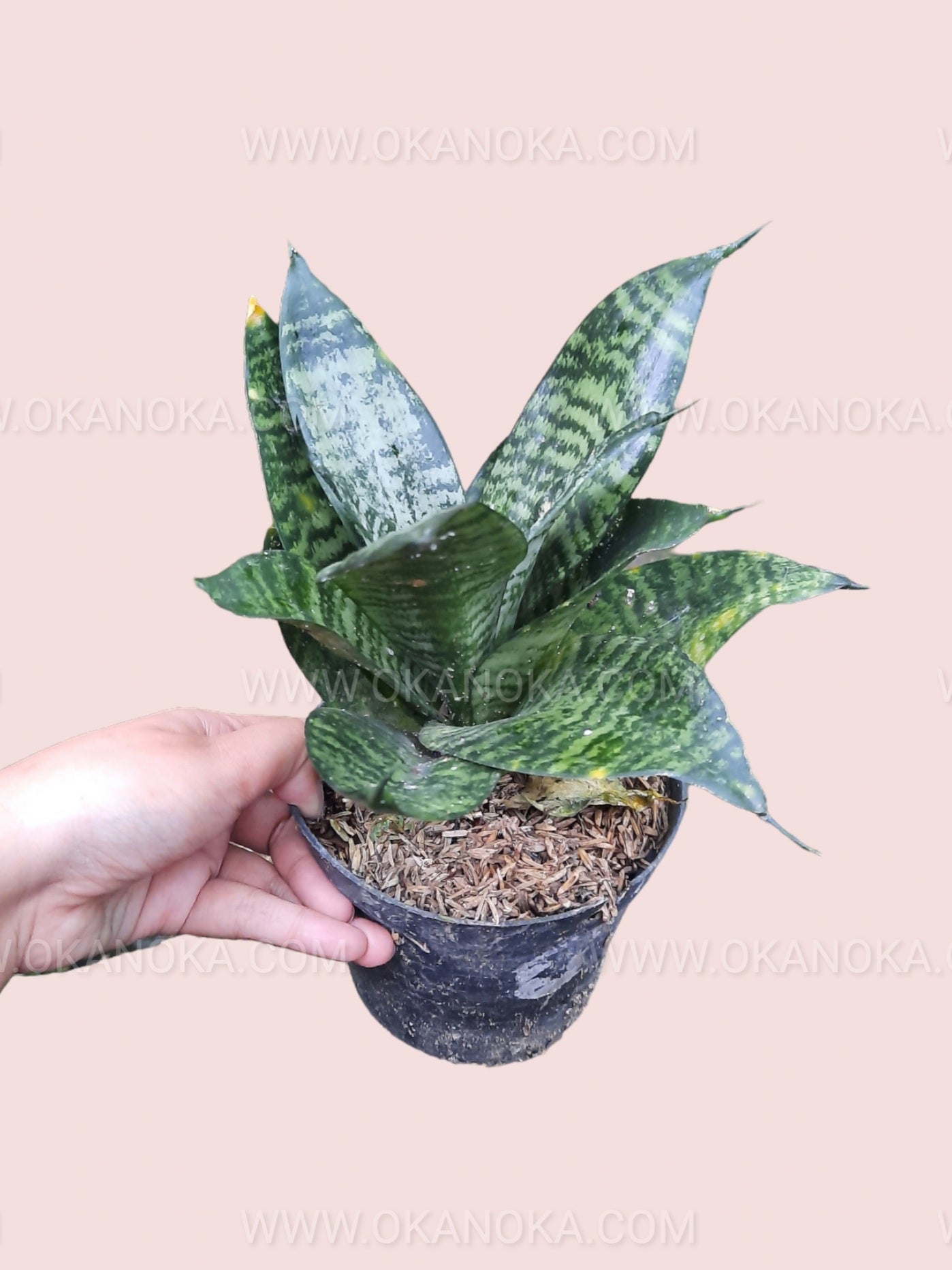 Sansevieria Trifasciata Hahnii Birds Nest