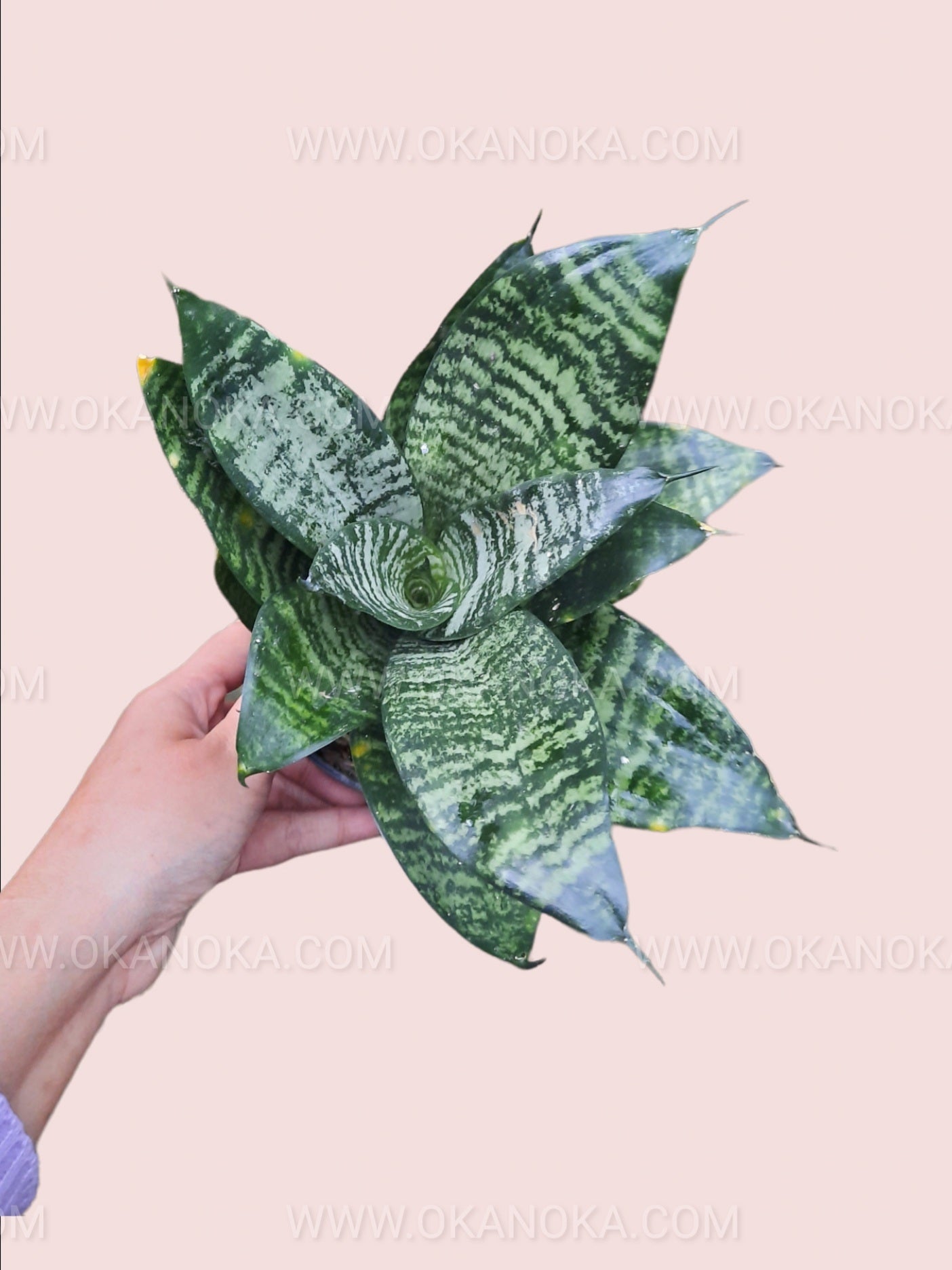 bird's nest snake plant Sansevieria Trifasciata Hahnii Birds Nest – Okanoka