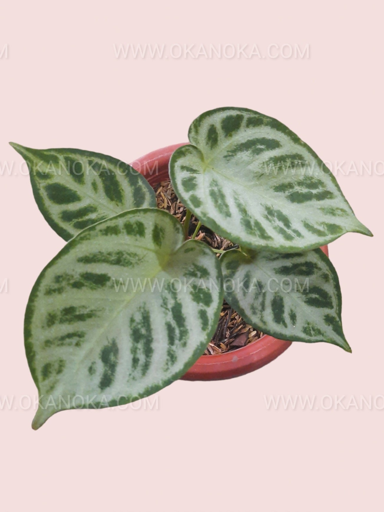 dorayaki anthurium Silver Blush Anthurium