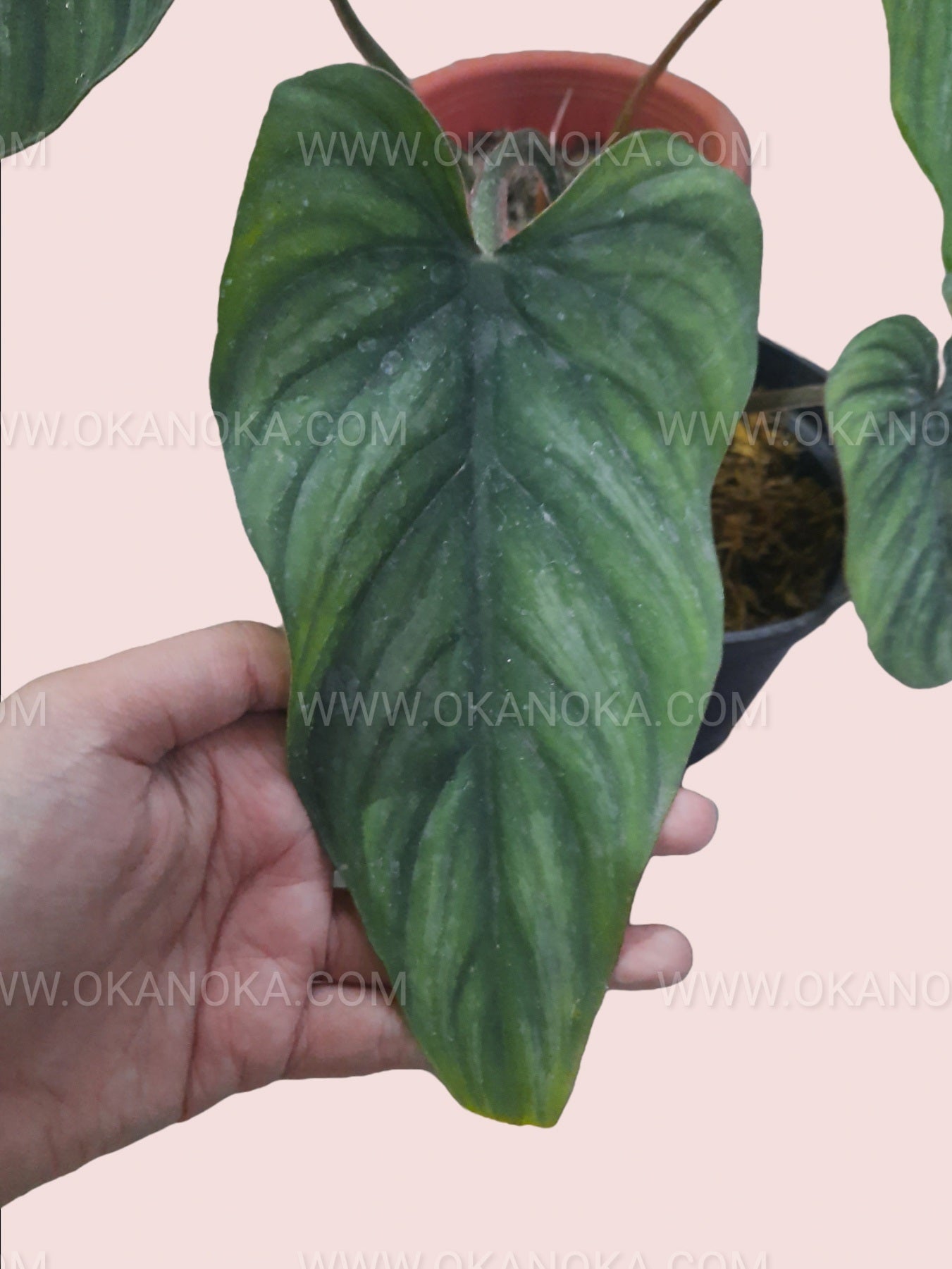 narrow philodendron Philodendron Plowmanii Narrow Form – Okanoka
